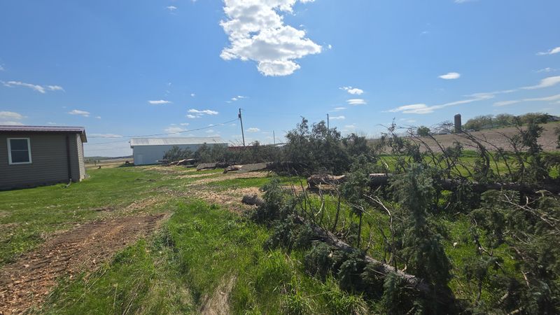 Tree Removal