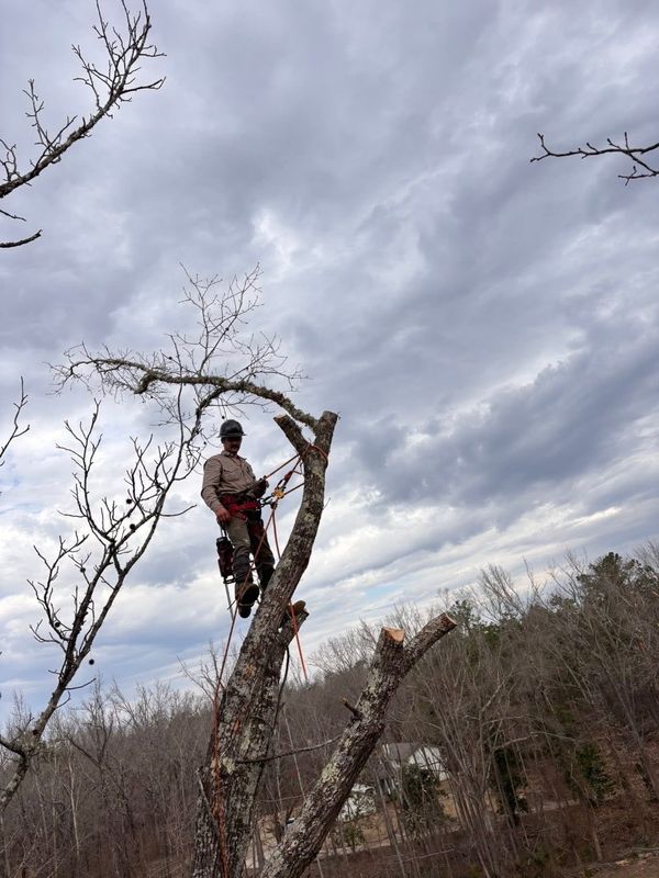 Tree Trimming