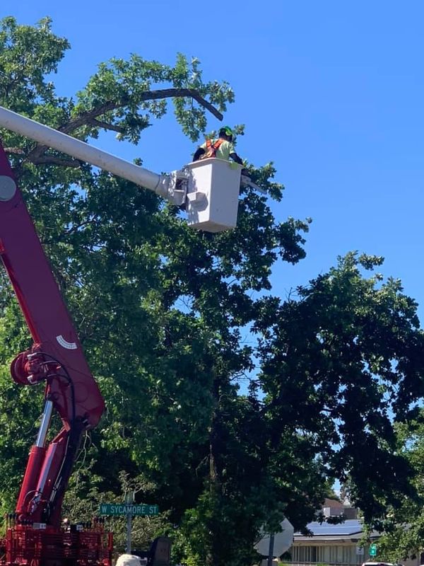 Tree Removal gallery