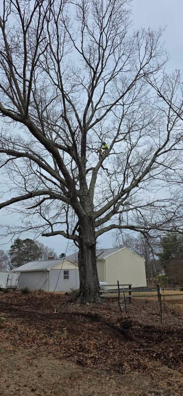 Emergency Tree Services