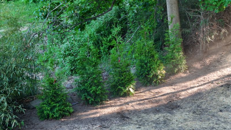Privacy Plantings