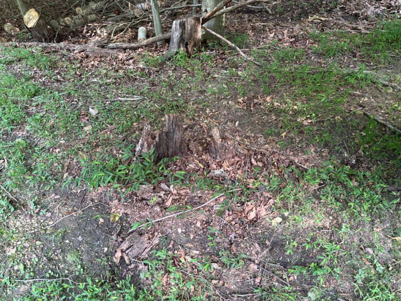 Stump Removal