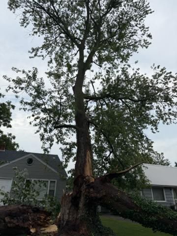 Tree Removal