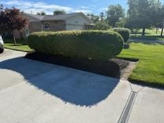 Tree & Shrub Care
