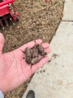 Lawn Aeration