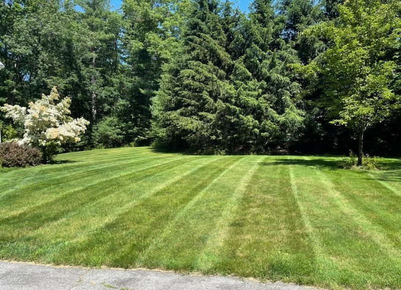 Lawn Care & Maintenance