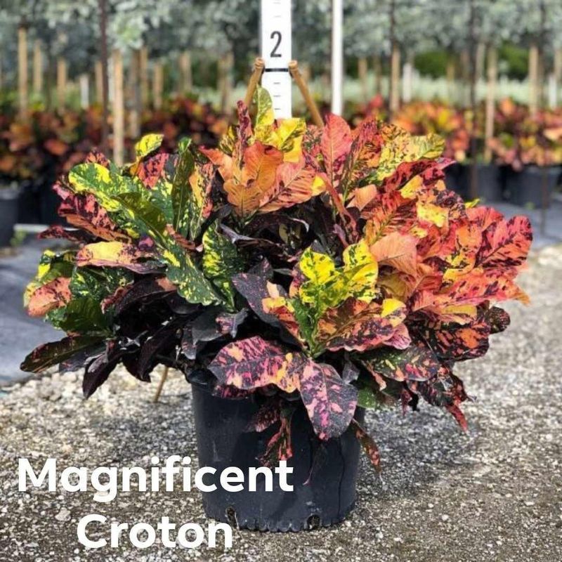 Plant and tree list