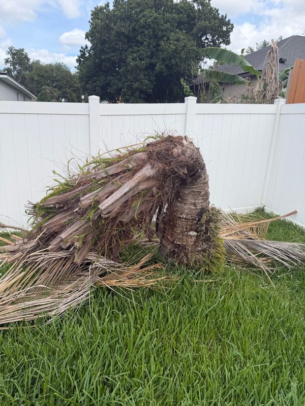 Tree Removal