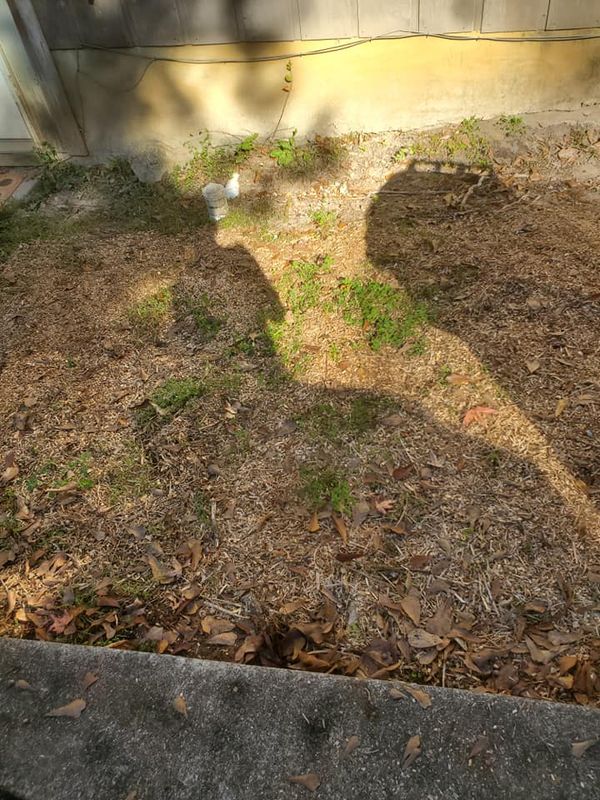 Stump Removal