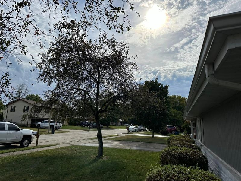 Tree Trimming