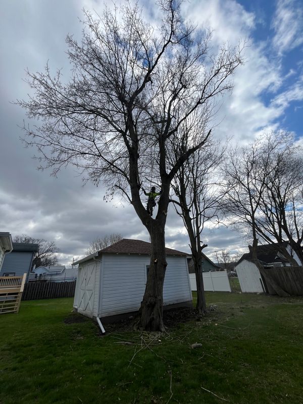 Tree Trimming