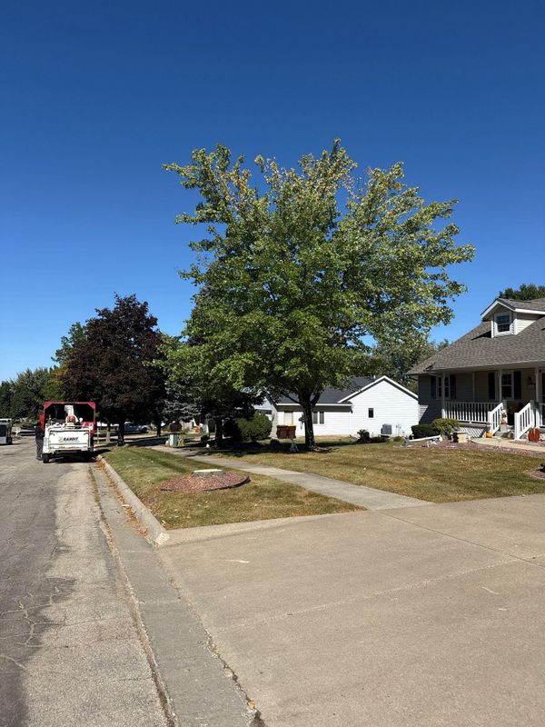 Tree Removal