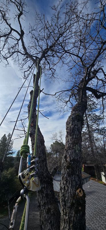 Hazardous Tree Services