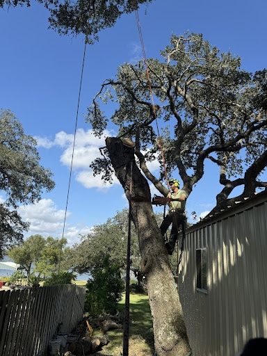 Tree Removal