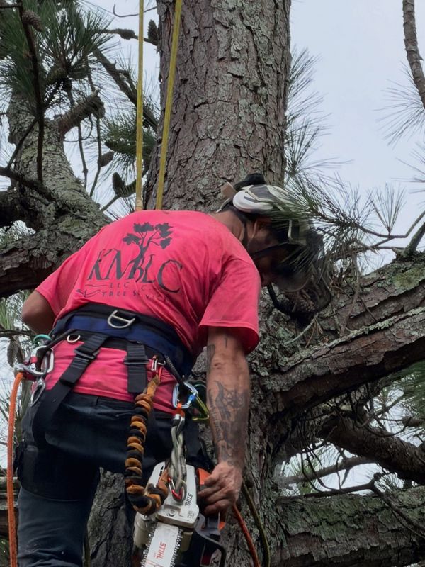 Tree Trimming