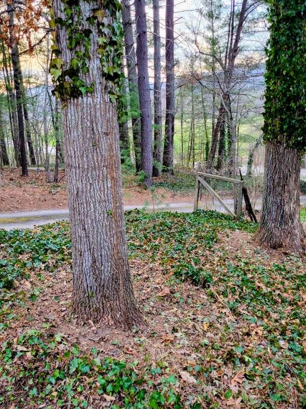 Clean ups and invasive plant management 