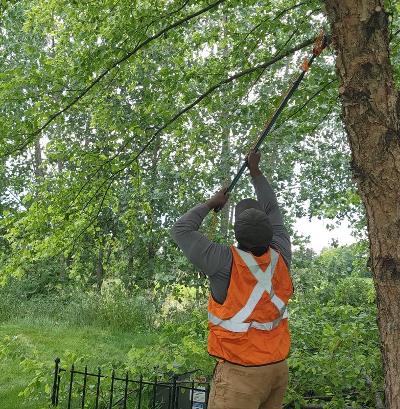 Tree Trimming