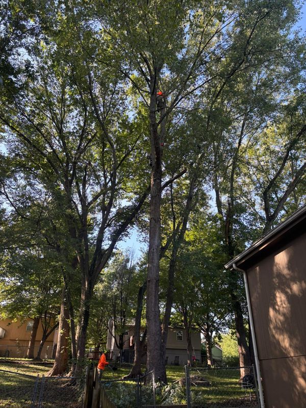 Tree Trimming