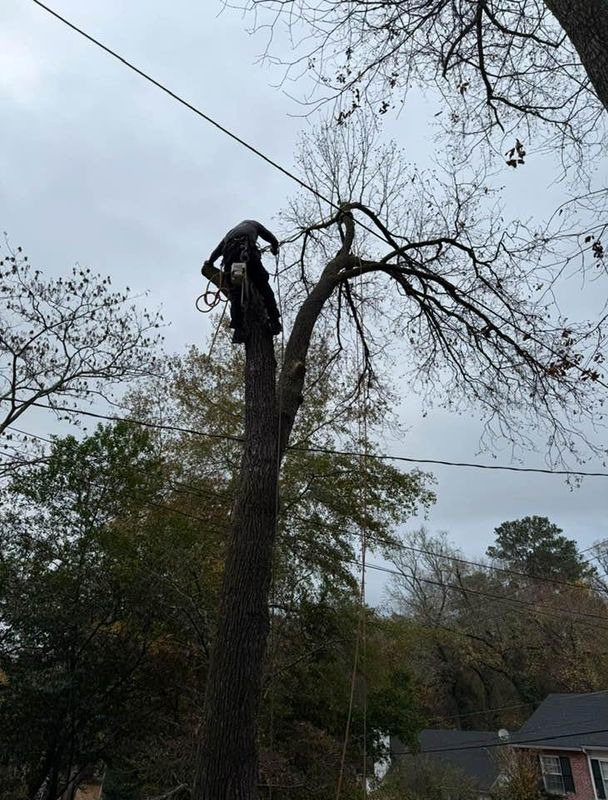 Tree Trimming
