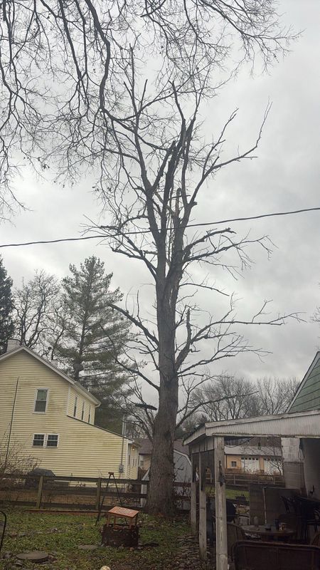 Tree Removal