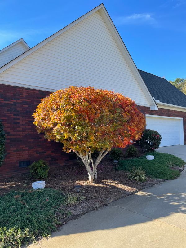 Tree & Shrub Care