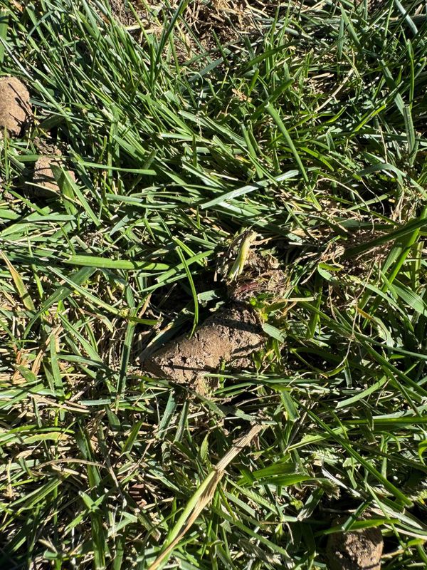 Lawn Aeration