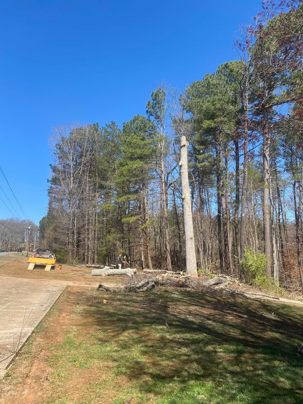 Tree Trimming