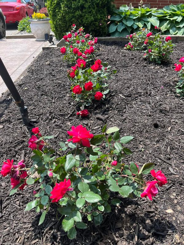 Landscaping