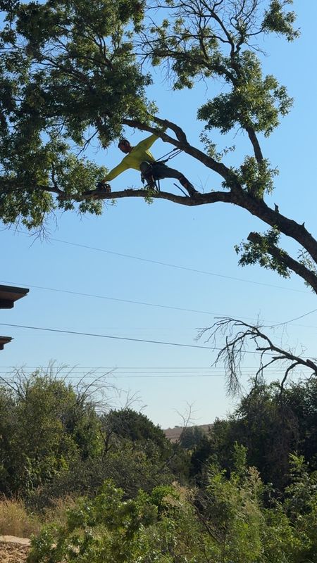 Tree Trimming