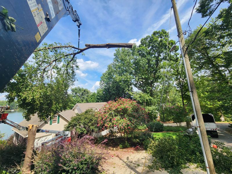 Tree Removal