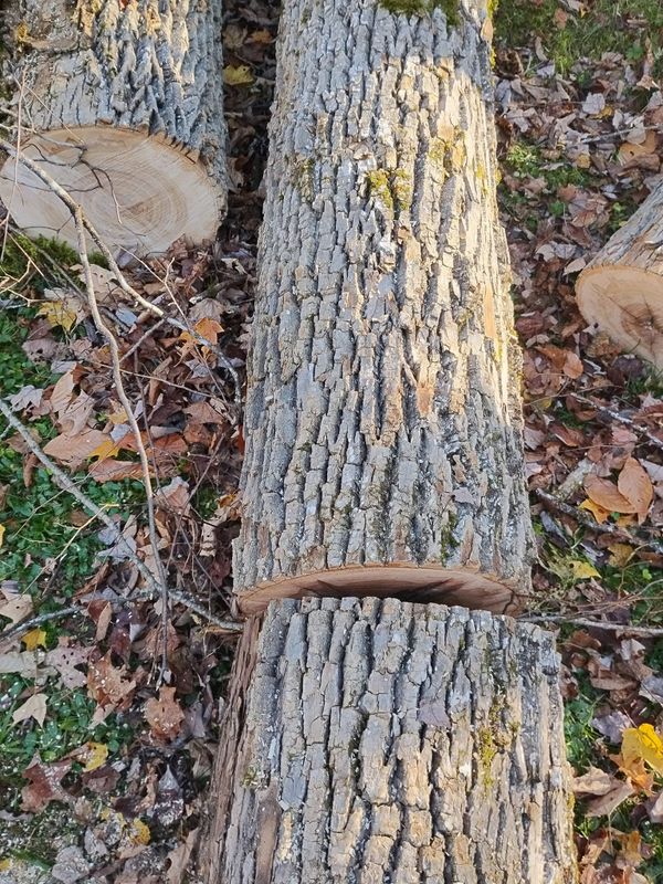 Tree Removal gallery