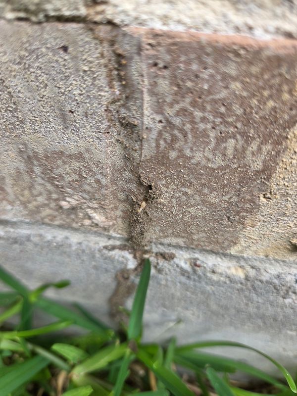 Termite Inspection & Treatment