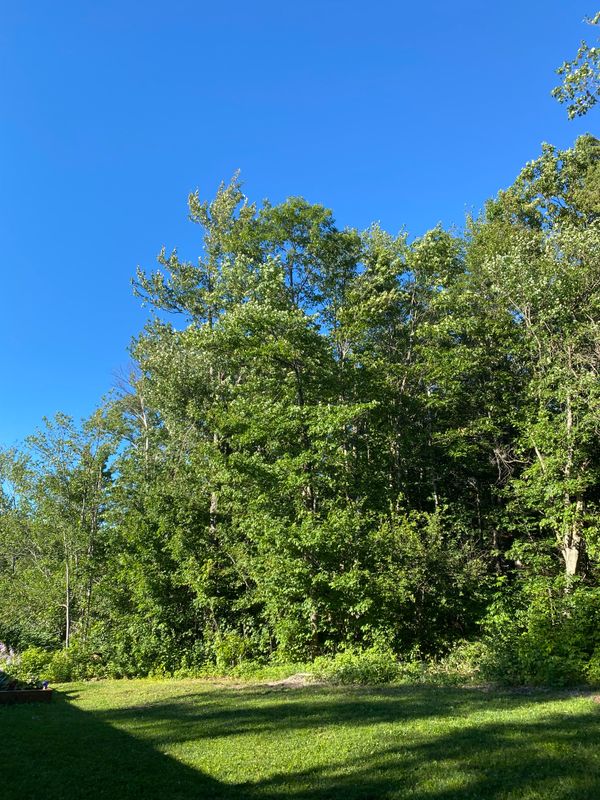 Tree Removal gallery