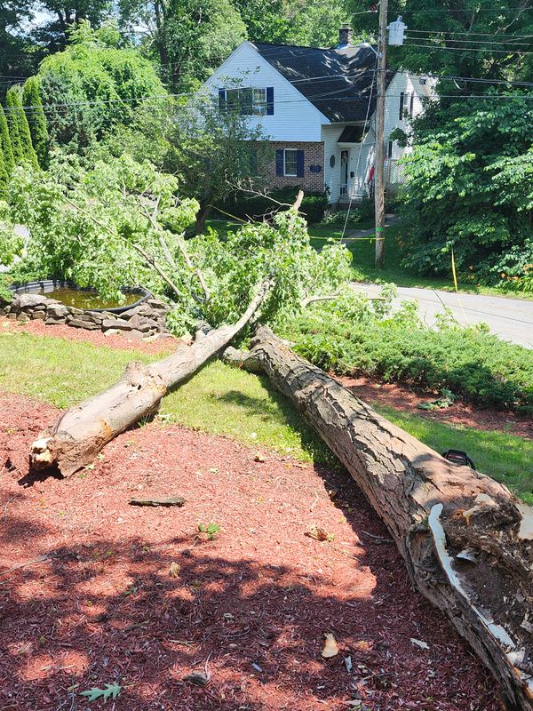 Hedge/Tree/Brush Cutting