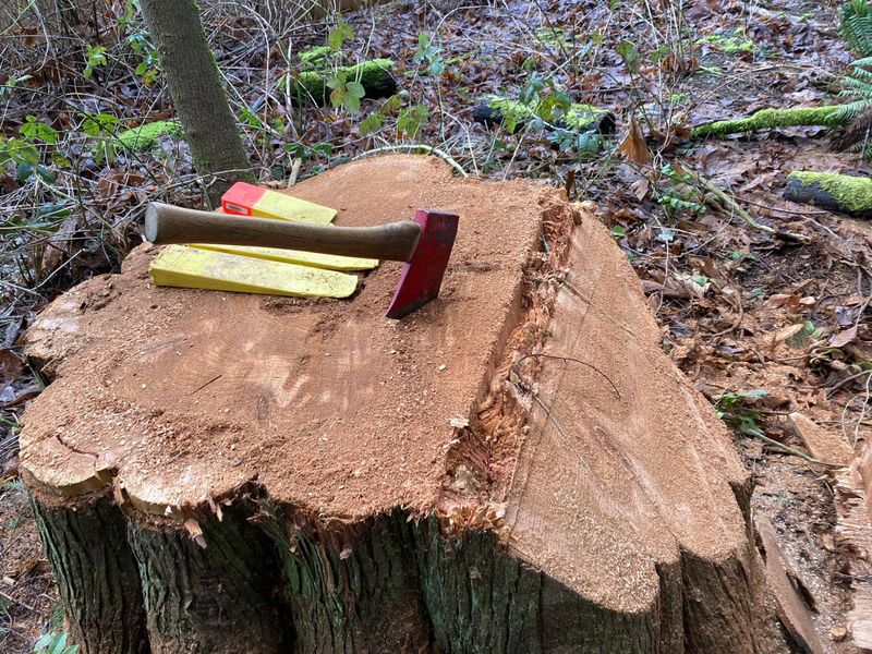 Tree Trimming and Removal