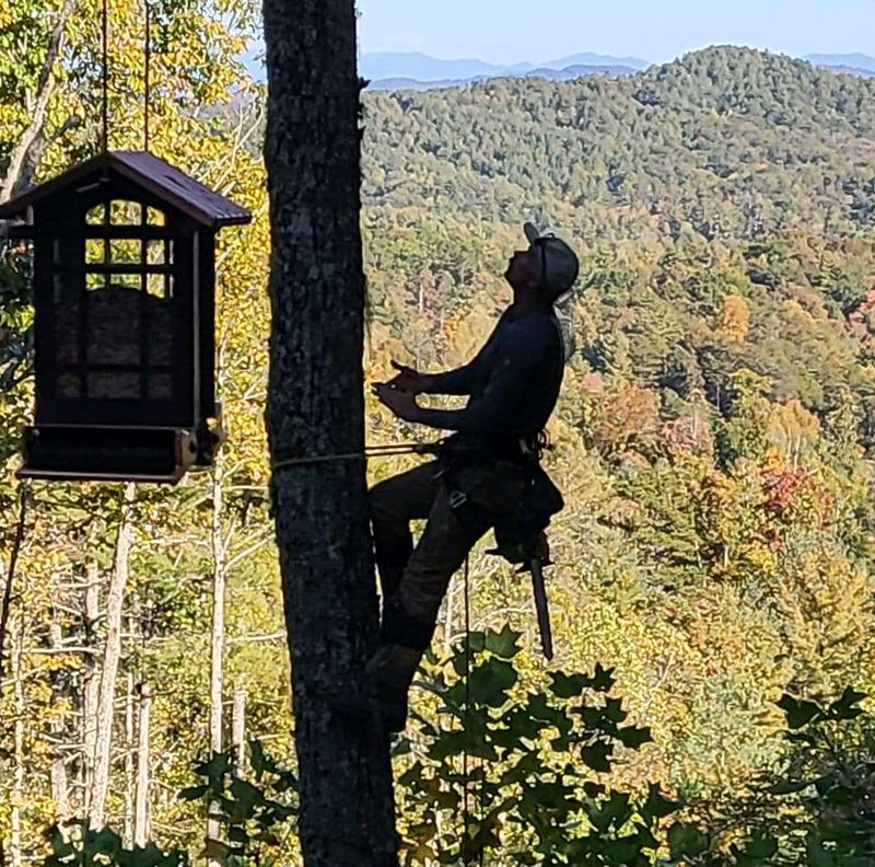 Tree Trimming & Removal