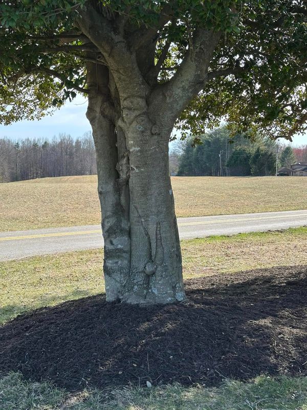 Tree & Shrub Care