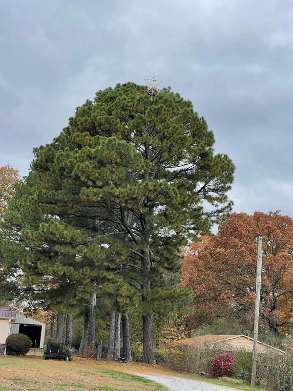 Tree Services