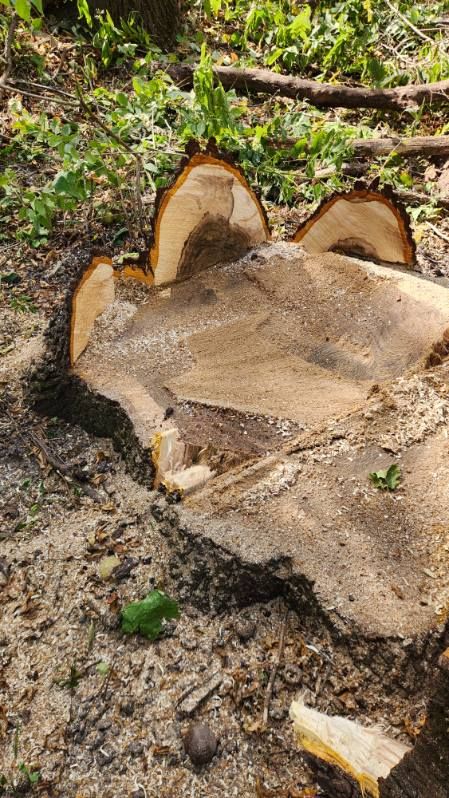 Stump Removal