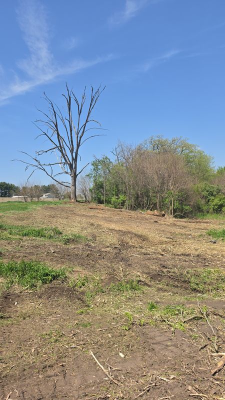 Tree Removal