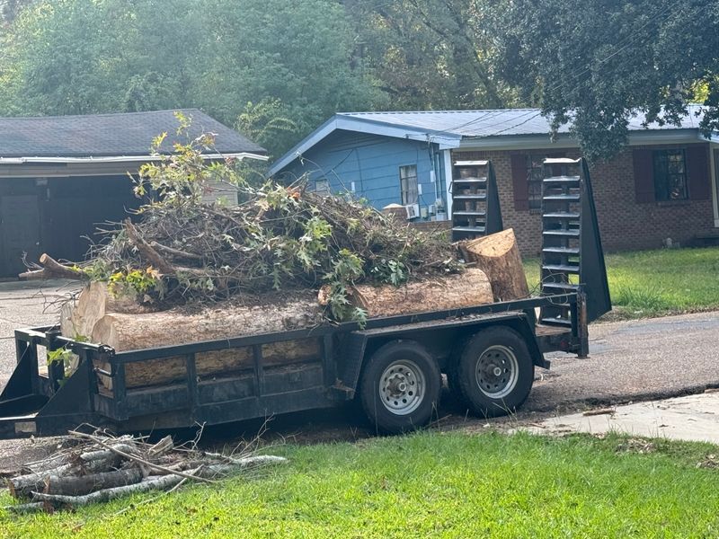Tree Debris Removal