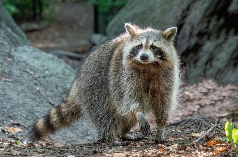 Humane Animal Trapping and Relocation