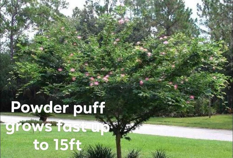 Plant and tree list