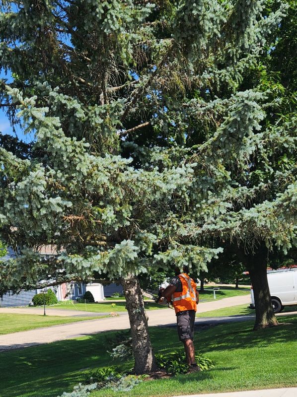 Tree Trimming