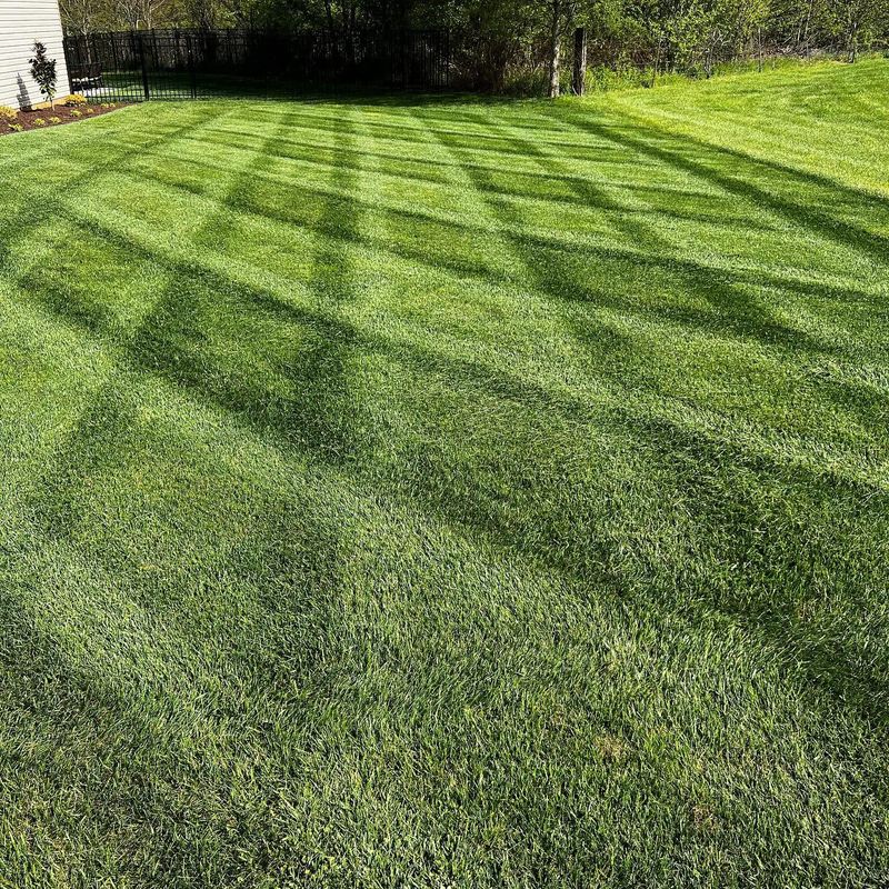 Lawn Maintenance