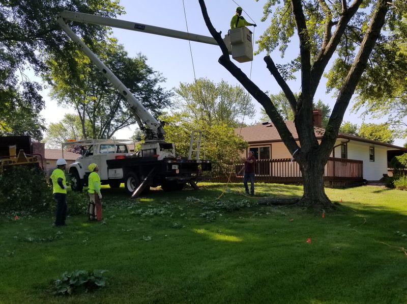 Tree Trimming gallery