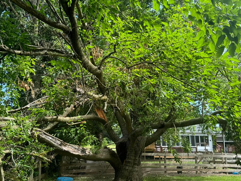 Tree Removal