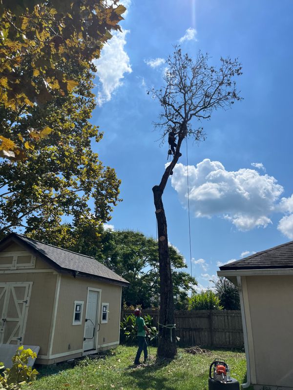 Tree Removal gallery