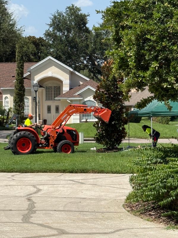 Luxury Landscape Restoration: 200-Gallon Magnolia, Sod Replacement & Hedge Trimming