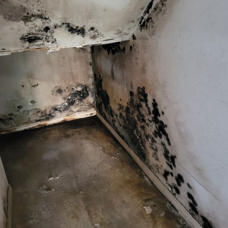 Mold Remediation